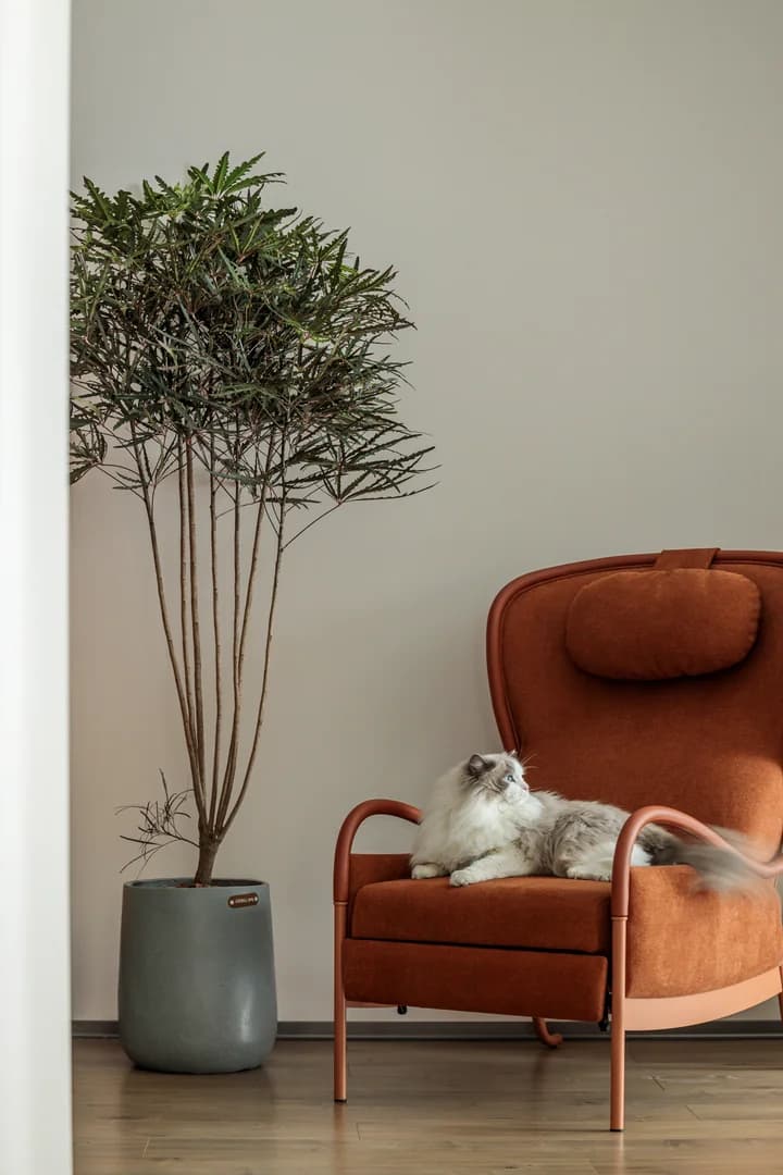 ШанШэ в Южном городе